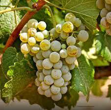 Alvarinho