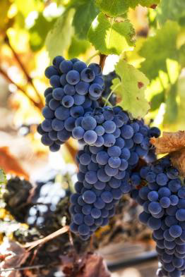 Touriga Nacional